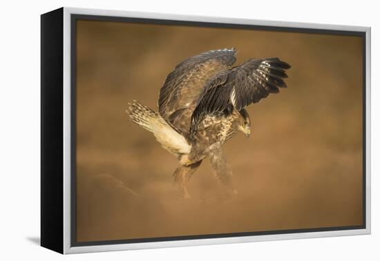 Common buzzard (Buteo buteo), flapping wings on the ground, United Kingdom, Europe-Kyle Moore-Framed Premier Image Canvas