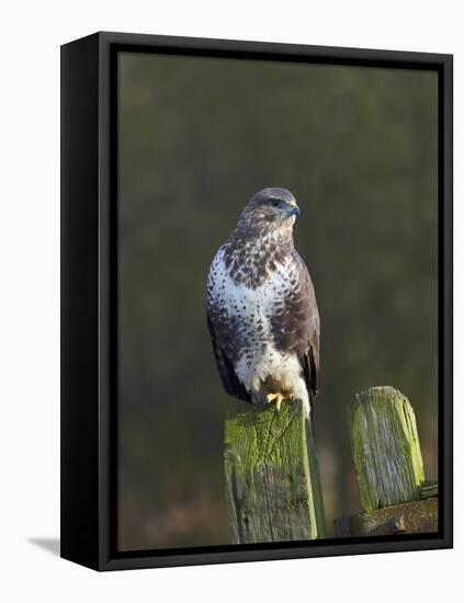 Common Buzzard (Buteo Buteo) Perched on a Gate Post, Cheshire, England, UK, December-Richard Steel-Framed Premier Image Canvas