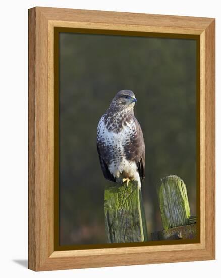 Common Buzzard (Buteo Buteo) Perched on a Gate Post, Cheshire, England, UK, December-Richard Steel-Framed Premier Image Canvas