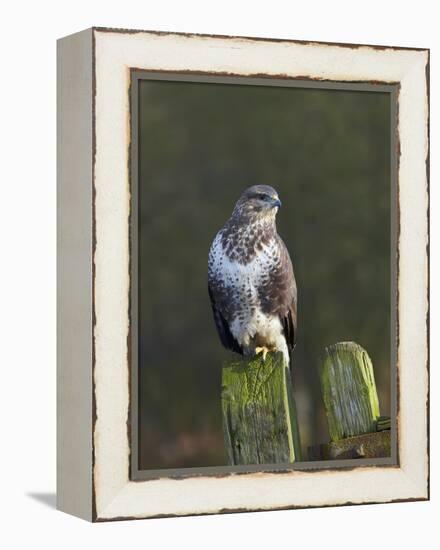 Common Buzzard (Buteo Buteo) Perched on a Gate Post, Cheshire, England, UK, December-Richard Steel-Framed Premier Image Canvas