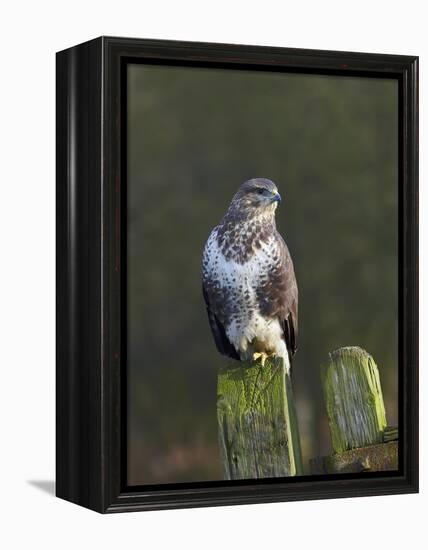 Common Buzzard (Buteo Buteo) Perched on a Gate Post, Cheshire, England, UK, December-Richard Steel-Framed Premier Image Canvas