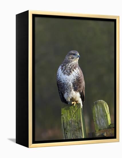 Common Buzzard (Buteo Buteo) Perched on a Gate Post, Cheshire, England, UK, December-Richard Steel-Framed Premier Image Canvas