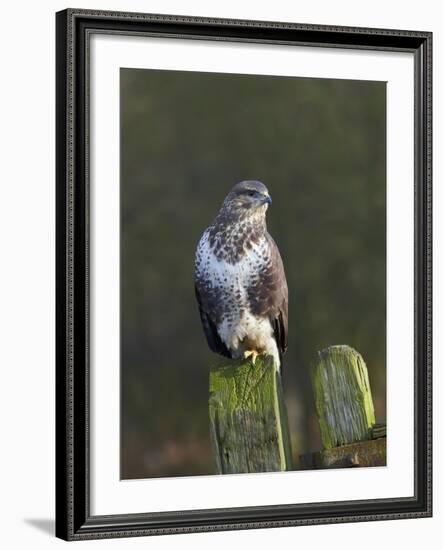 Common Buzzard (Buteo Buteo) Perched on a Gate Post, Cheshire, England, UK, December-Richard Steel-Framed Photographic Print