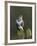 Common Buzzard (Buteo Buteo) Perched on a Gate Post, Cheshire, England, UK, December-Richard Steel-Framed Photographic Print