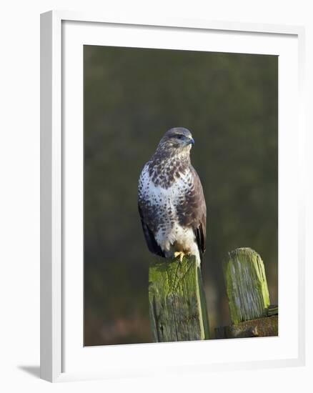 Common Buzzard (Buteo Buteo) Perched on a Gate Post, Cheshire, England, UK, December-Richard Steel-Framed Photographic Print