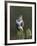 Common Buzzard (Buteo Buteo) Perched on a Gate Post, Cheshire, England, UK, December-Richard Steel-Framed Photographic Print