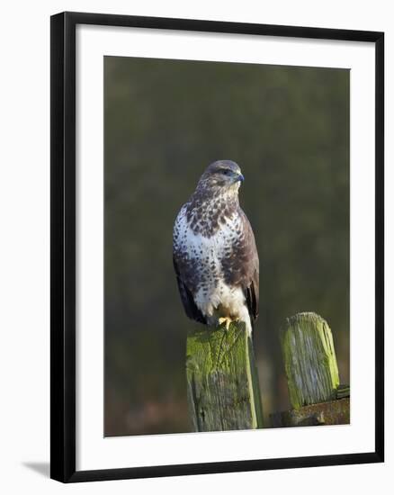 Common Buzzard (Buteo Buteo) Perched on a Gate Post, Cheshire, England, UK, December-Richard Steel-Framed Photographic Print