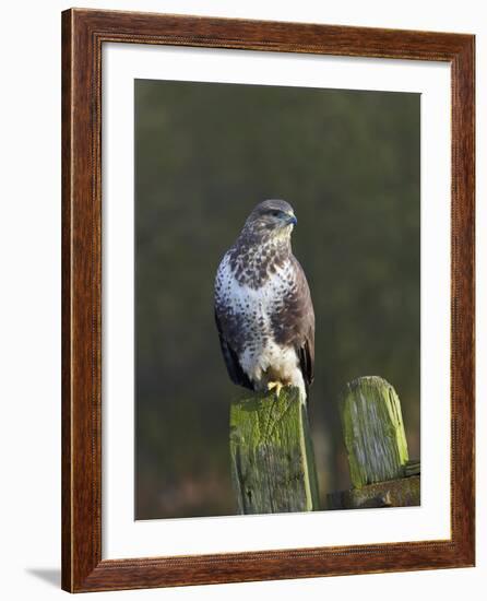 Common Buzzard (Buteo Buteo) Perched on a Gate Post, Cheshire, England, UK, December-Richard Steel-Framed Photographic Print