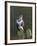 Common Buzzard (Buteo Buteo) Perched on a Gate Post, Cheshire, England, UK, December-Richard Steel-Framed Photographic Print