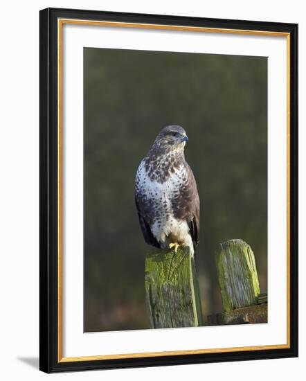 Common Buzzard (Buteo Buteo) Perched on a Gate Post, Cheshire, England, UK, December-Richard Steel-Framed Photographic Print