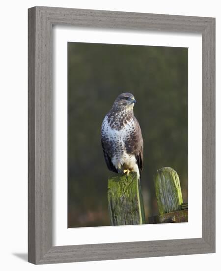 Common Buzzard (Buteo Buteo) Perched on a Gate Post, Cheshire, England, UK, December-Richard Steel-Framed Photographic Print