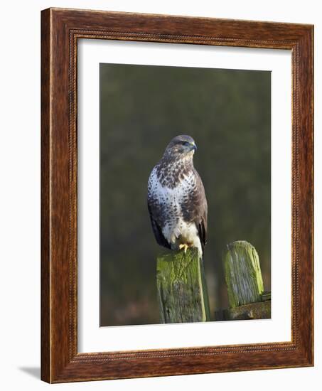 Common Buzzard (Buteo Buteo) Perched on a Gate Post, Cheshire, England, UK, December-Richard Steel-Framed Photographic Print