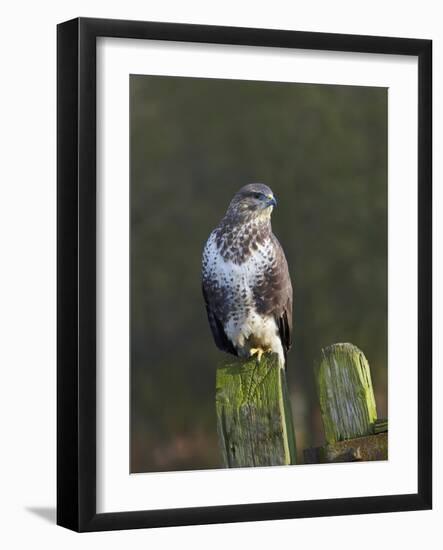 Common Buzzard (Buteo Buteo) Perched on a Gate Post, Cheshire, England, UK, December-Richard Steel-Framed Photographic Print