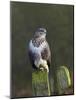 Common Buzzard (Buteo Buteo) Perched on a Gate Post, Cheshire, England, UK, December-Richard Steel-Mounted Photographic Print