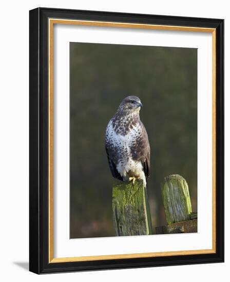 Common Buzzard (Buteo Buteo) Perched on a Gate Post, Cheshire, England, UK, December-Richard Steel-Framed Photographic Print