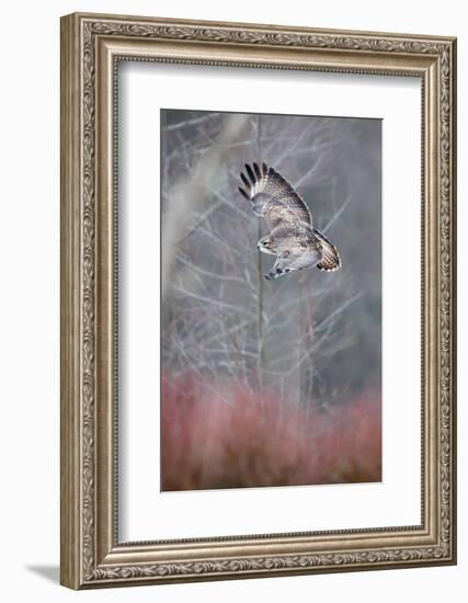 Common buzzard flying in the forest, Poland-Mateusz Piesiak-Framed Photographic Print