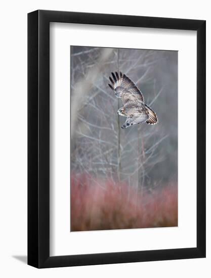 Common buzzard flying in the forest, Poland-Mateusz Piesiak-Framed Photographic Print