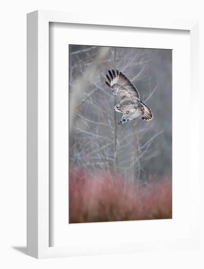 Common buzzard flying in the forest, Poland-Mateusz Piesiak-Framed Photographic Print