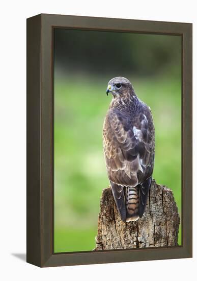 Common Buzzard-Colin Varndell-Framed Premier Image Canvas