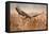 Common Buzzard-Milan Zygmunt-Framed Premier Image Canvas