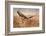 Common Buzzard-Milan Zygmunt-Framed Photographic Print