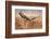 Common Buzzard-Milan Zygmunt-Framed Photographic Print