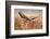 Common Buzzard-Milan Zygmunt-Framed Photographic Print