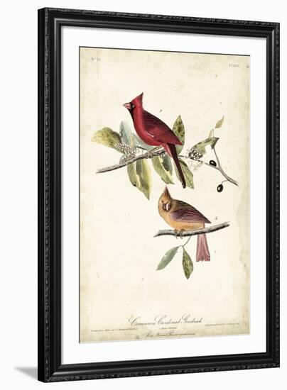 Common Cardinal Grosbeak-John James Audubon-Framed Art Print