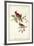 Common Cardinal Grosbeak-John James Audubon-Framed Art Print