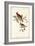 Common Cardinal Grosbeak-John James Audubon-Framed Art Print