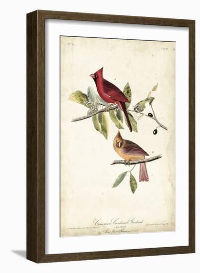 Common Cardinal Grosbeak-John James Audubon-Framed Art Print