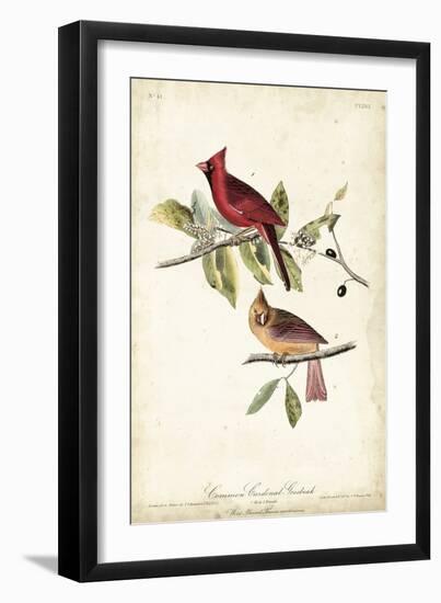 Common Cardinal Grosbeak-John James Audubon-Framed Art Print