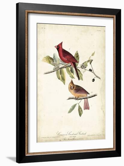 Common Cardinal Grosbeak-John James Audubon-Framed Art Print