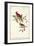 Common Cardinal Grosbeak-John James Audubon-Framed Art Print