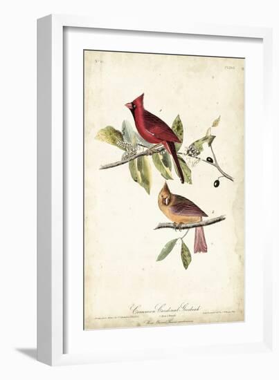 Common Cardinal Grosbeak-John James Audubon-Framed Art Print