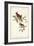 Common Cardinal Grosbeak-John James Audubon-Framed Art Print