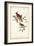 Common Cardinal Grosbeak-John James Audubon-Framed Art Print