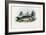 Common Carp, 1863-79-Raimundo Petraroja-Framed Giclee Print