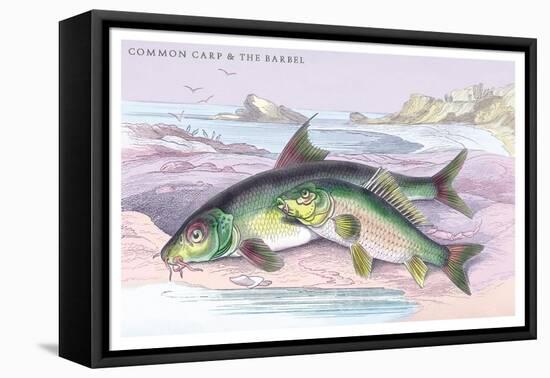 Common Carp and the Barbel-Robert Hamilton-Framed Stretched Canvas