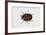 Common Carpet Beetle (Anthrenus Scrophulariae), Dermestidae, Artwork by Rebecca Hardy-null-Framed Giclee Print