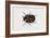 Common Carpet Beetle (Anthrenus Scrophulariae), Dermestidae, Artwork by Rebecca Hardy-null-Framed Giclee Print