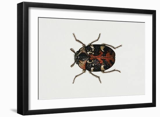 Common Carpet Beetle (Anthrenus Scrophulariae), Dermestidae, Artwork by Rebecca Hardy-null-Framed Giclee Print