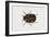 Common Carpet Beetle (Anthrenus Scrophulariae), Dermestidae, Artwork by Rebecca Hardy-null-Framed Giclee Print