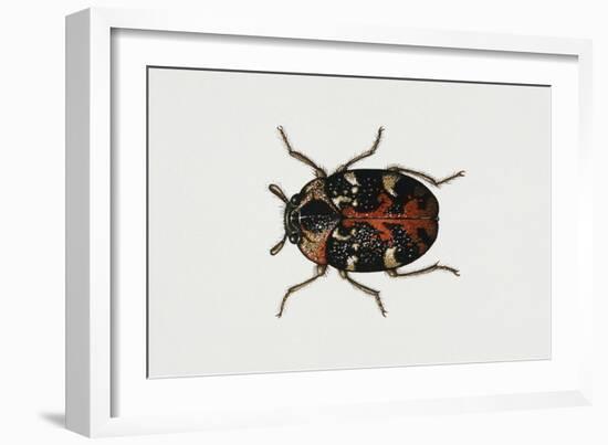 Common Carpet Beetle (Anthrenus Scrophulariae), Dermestidae, Artwork by Rebecca Hardy-null-Framed Giclee Print