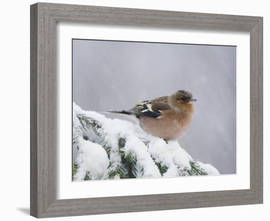 Common Chaffinch Adult on Spruce Branch in Snow, Switzerland, December-Rolf Nussbaumer-Framed Photographic Print