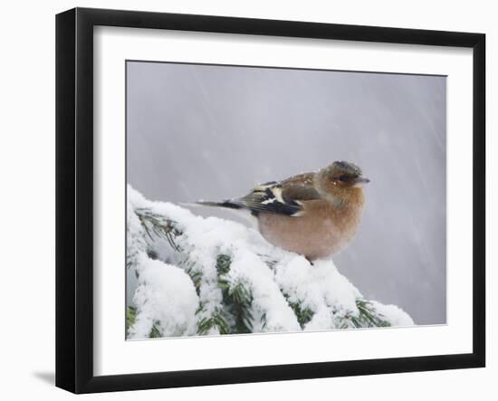 Common Chaffinch Adult on Spruce Branch in Snow, Switzerland, December-Rolf Nussbaumer-Framed Photographic Print