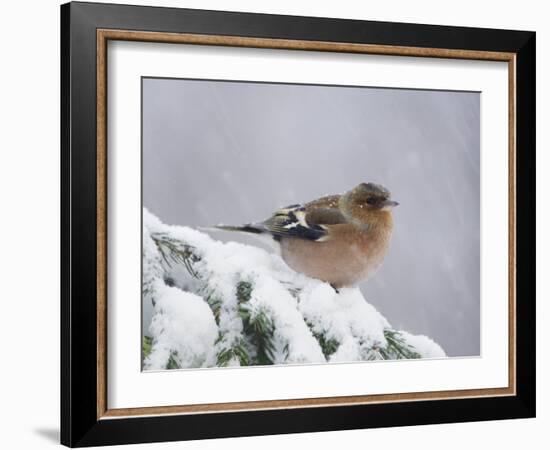 Common Chaffinch Adult on Spruce Branch in Snow, Switzerland, December-Rolf Nussbaumer-Framed Photographic Print