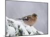 Common Chaffinch Adult on Spruce Branch in Snow, Switzerland, December-Rolf Nussbaumer-Mounted Photographic Print