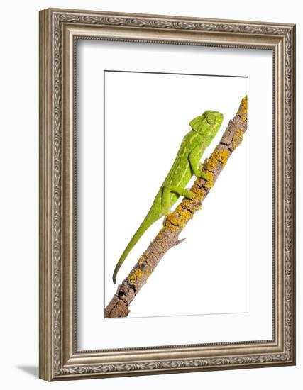 Common Chameleon (Chameleo Chameleo) on Branch, Huelva, Andalucia, Spain, April 2009-Benvie-Framed Photographic Print