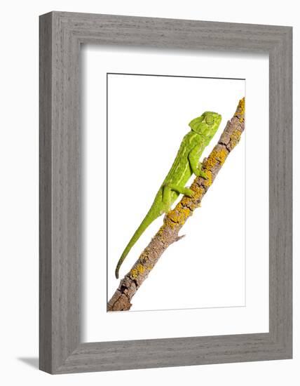 Common Chameleon (Chameleo Chameleo) on Branch, Huelva, Andalucia, Spain, April 2009-Benvie-Framed Photographic Print